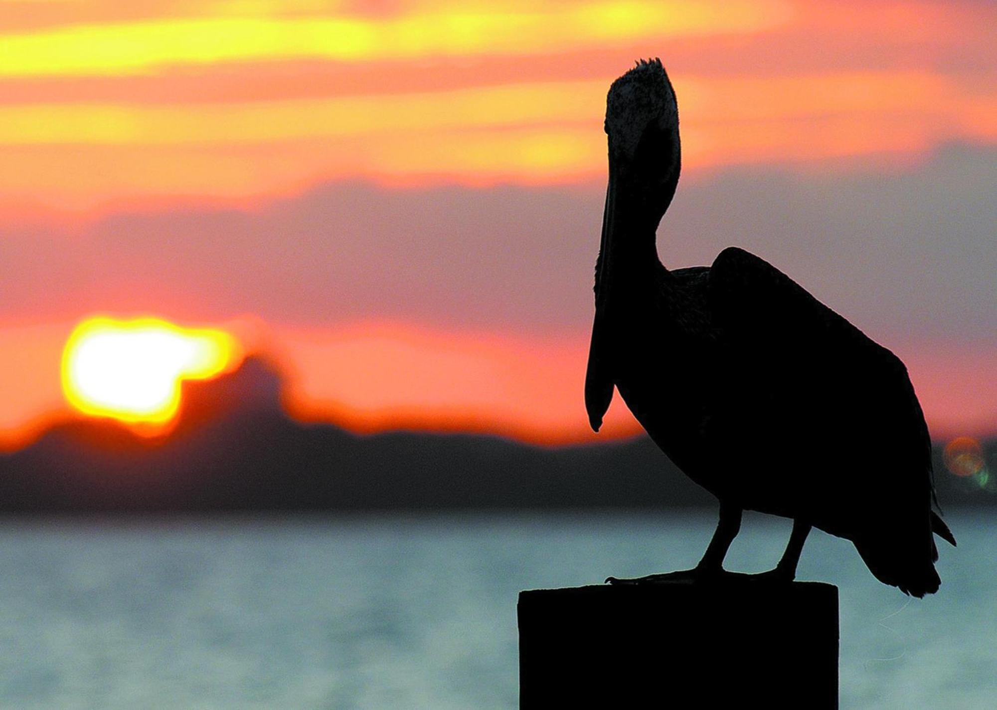 Sunrise 2109 Panama City Beach